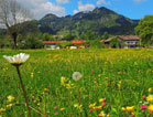 Wegscheid im Fruehling